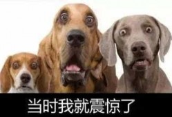 紫狗内鬼爆料视频,视频揭露惊人内幕