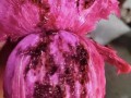小火龙果爆料视频大全,揭秘幕后真相与精彩瞬间